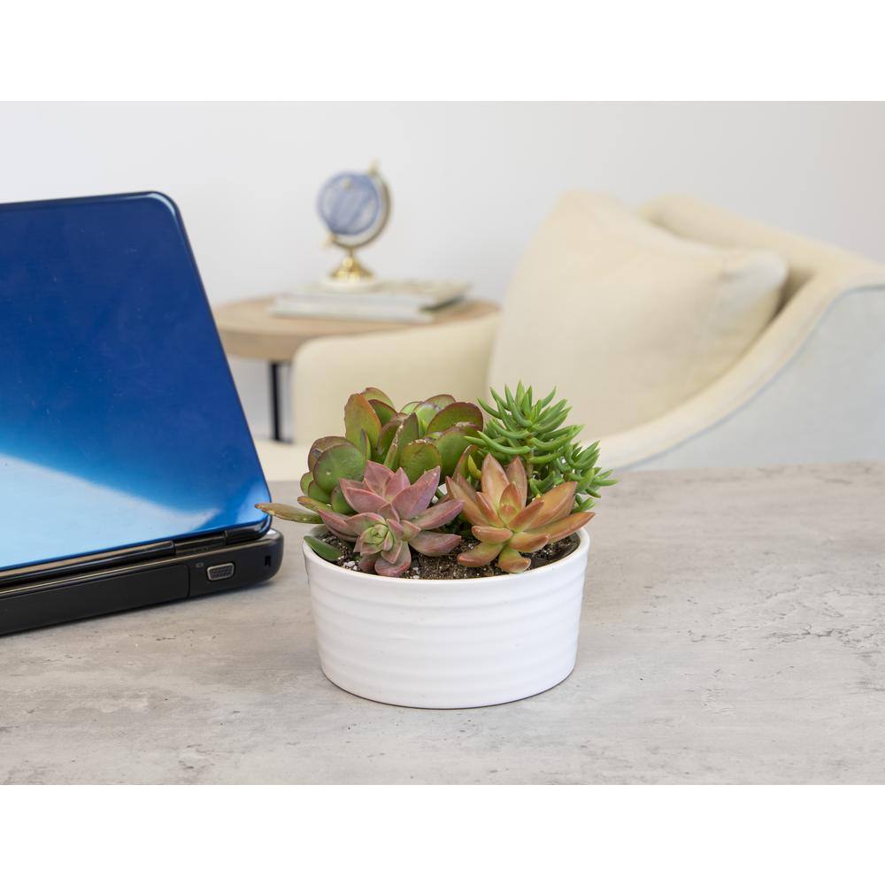 5.5 in. Succulent Garden in White Ribbed Glazed Planter - Hercitys