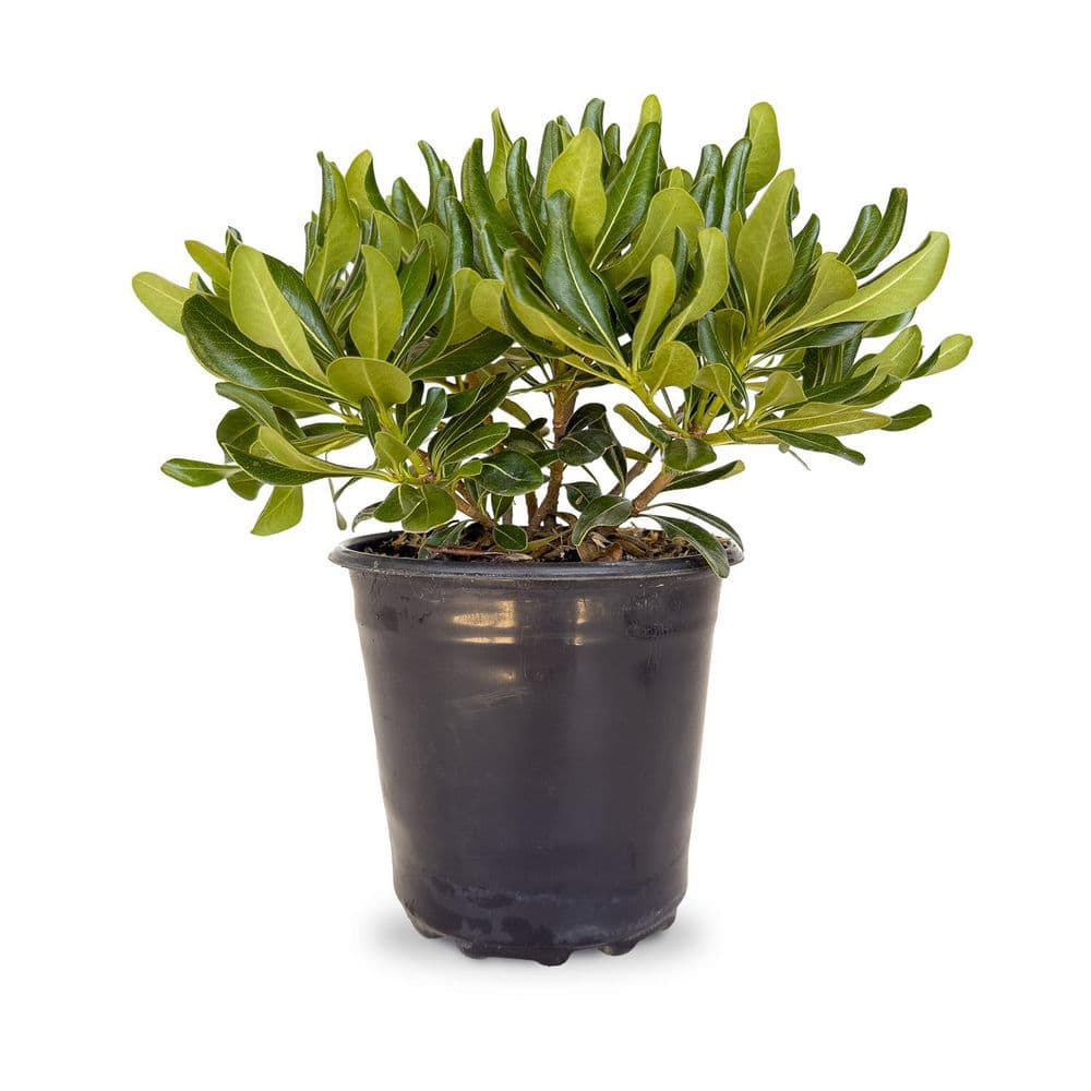 2.5 Qt. Green Pittosporum, Evergreen Shrub, Glossy Green Foliage - Hercitys