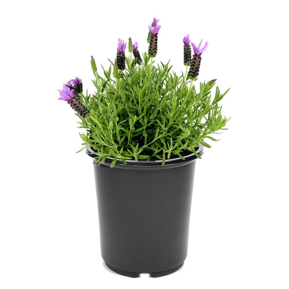 2.5 Qt. Spanish Purple Perennial Lavender Stoechas - Hercitys