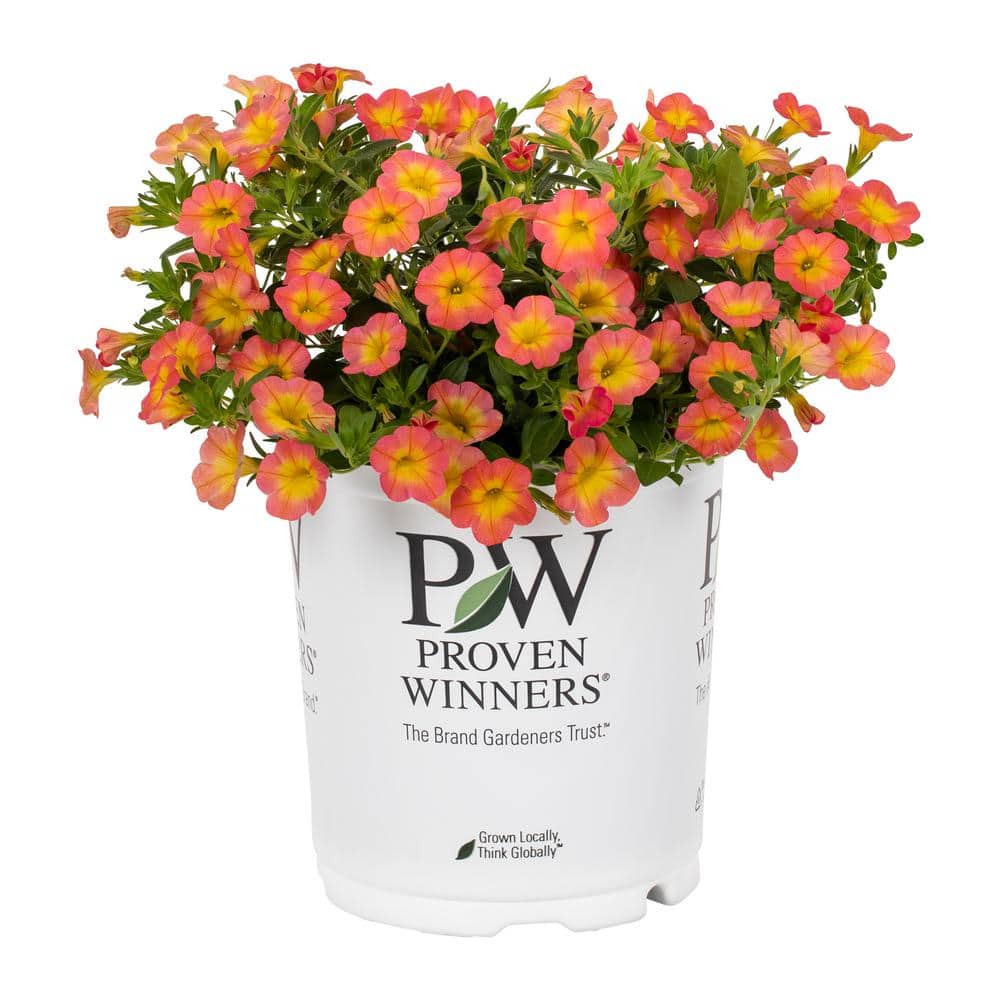 2.5 qt. Proven Winners Calibrachoa Superbells Coral Sun Pink and Yellow Bicolor Annual Plant (3-Pack) - Hercitys