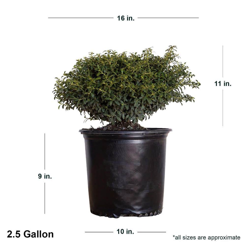 2.5 Gal – Soft Touch Holly(Ilex), Live Evergreen Shrub, Finely Textured Green Foliage - Hercitys