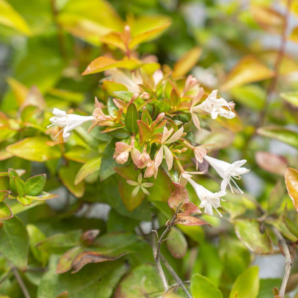 2.25 gal. Abelia Peach Perfection Shrub with Pink Flowers - Hercitys