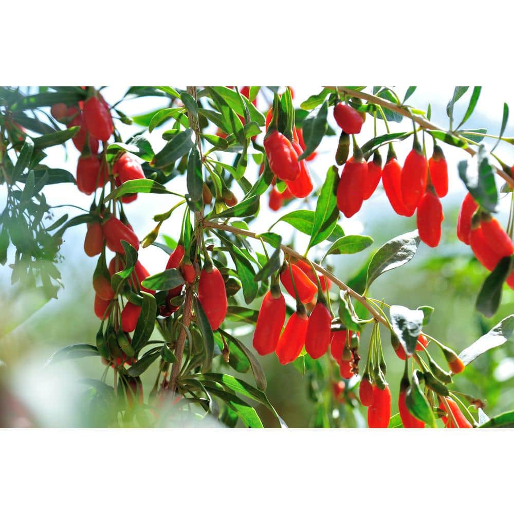2 ft. Goji Berry Tree with Nutrient Rich Low Maintenance Fruit - Hercitys