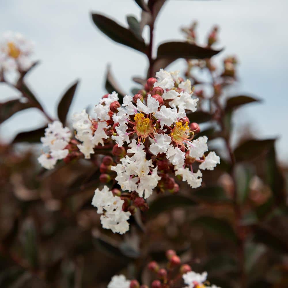 2 Gal. Delta Moonlight Crape Myrtle, Live Deciduous Shrub/Tree, Burgundy Foliage , White Blooming - Hercitys