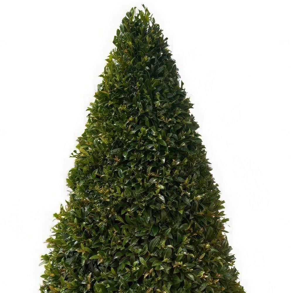 3 Gal. Eugenia Cone Topiary 38 in. - Hercitys