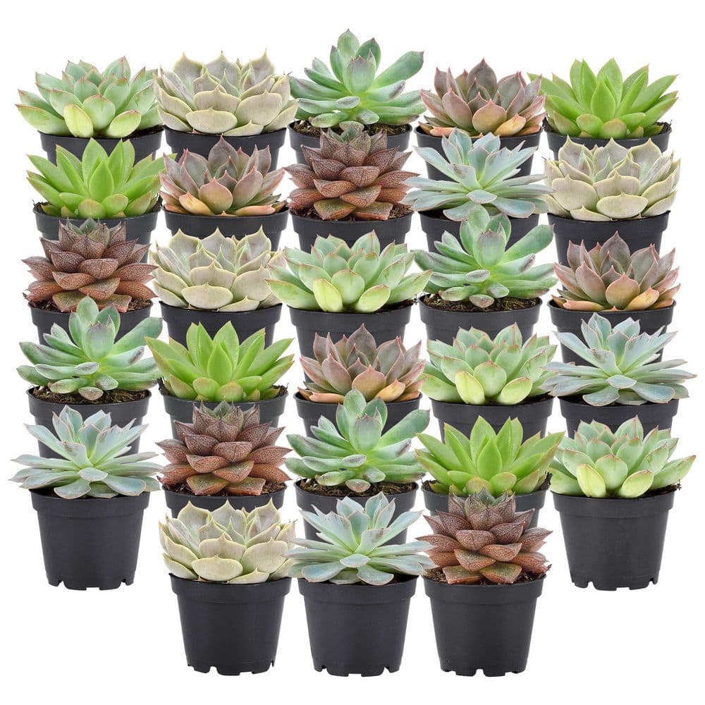 2 in. Mini Succulents in Black Grower Pot (28-Pack) - Hercitys