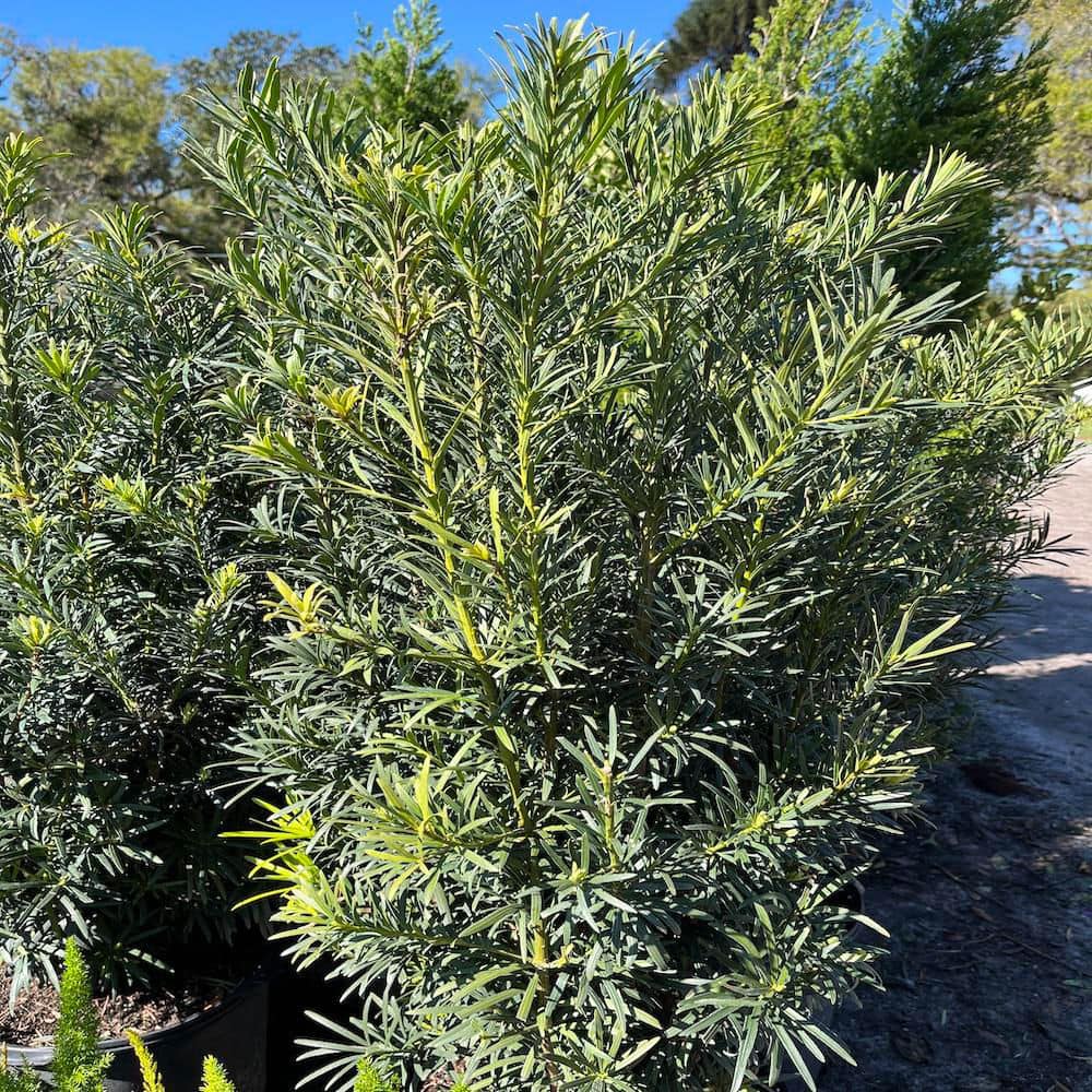 3 Gal. Yew Plum Pine Podocarpus Shrub - Hercitys