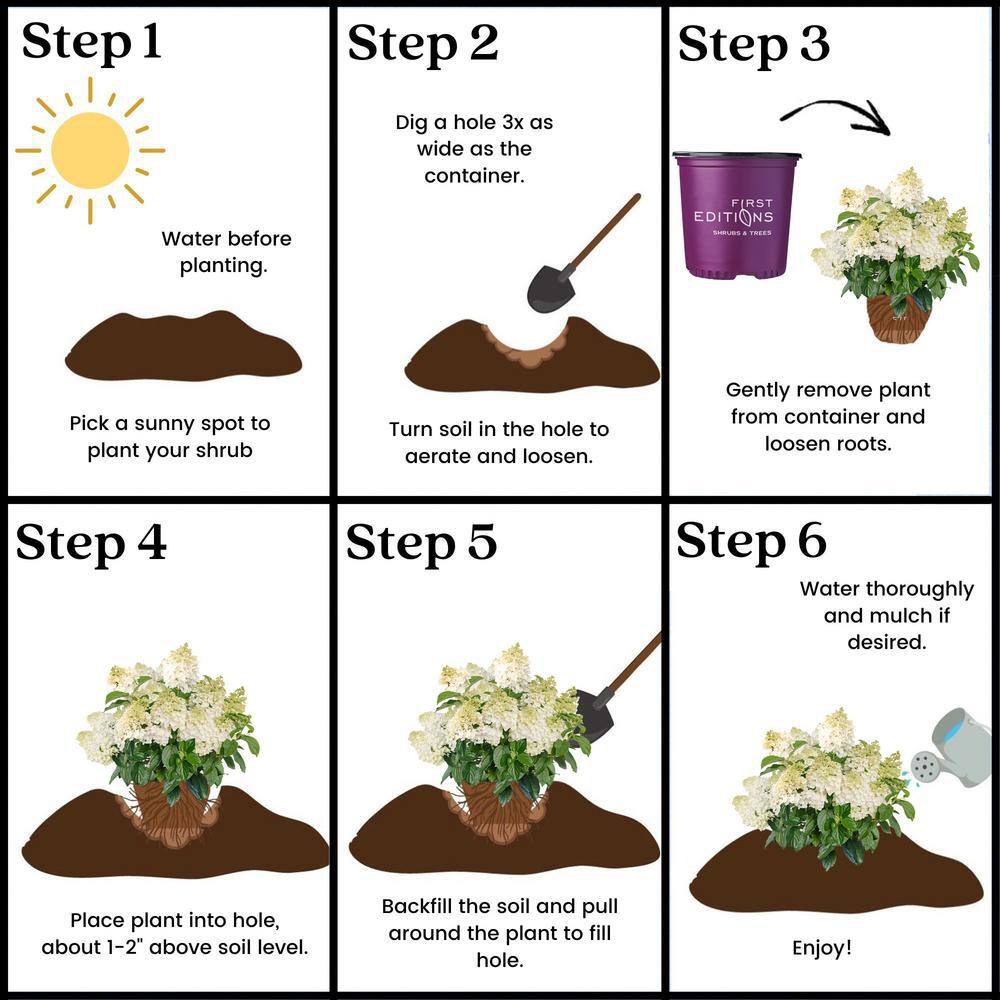 2 Gal. Little Hottie Panicle Hydrangea Flowering Shrub with Pure White Flowers - Hercitys