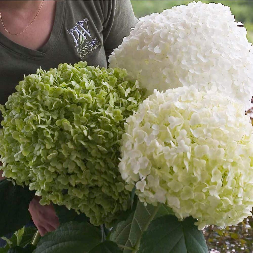 4.5 in. Qt. Incrediball Smooth Hydrangea, Live Shrub, Green to White Flowers - Hercitys