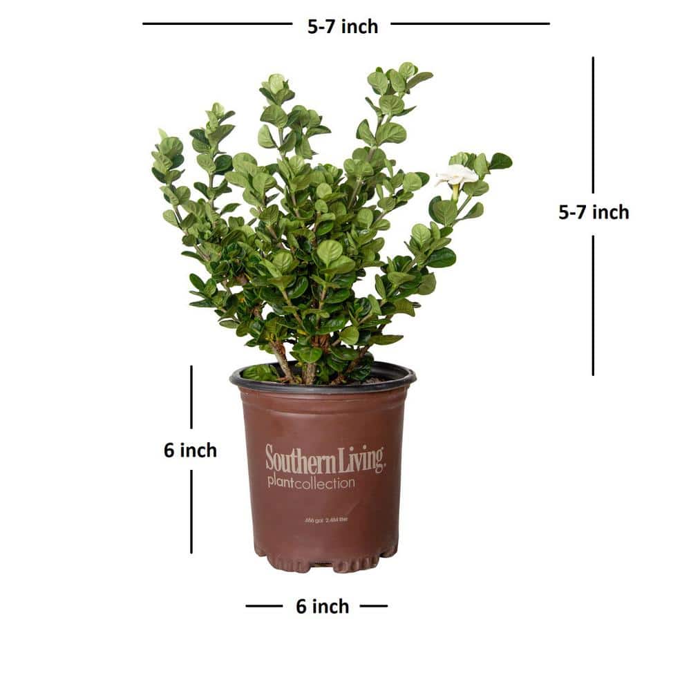2.5 qt. Diamond Spire Gardenia Live Evergreen Shrub with White Fragrant Blooms - Hercitys