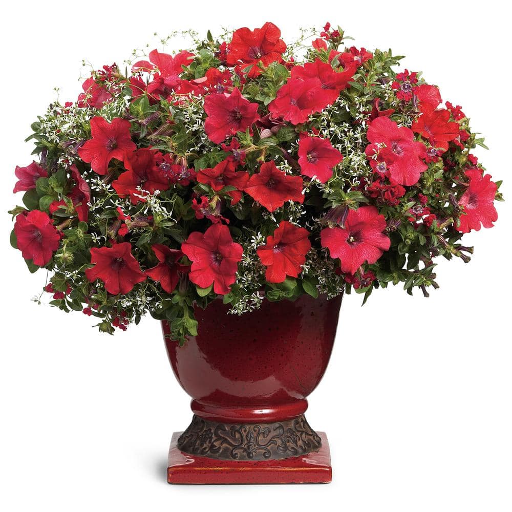4.25 in. Really Red Supertunia (Petunia) Live Annual Plant (4-Pack) - Hercitys