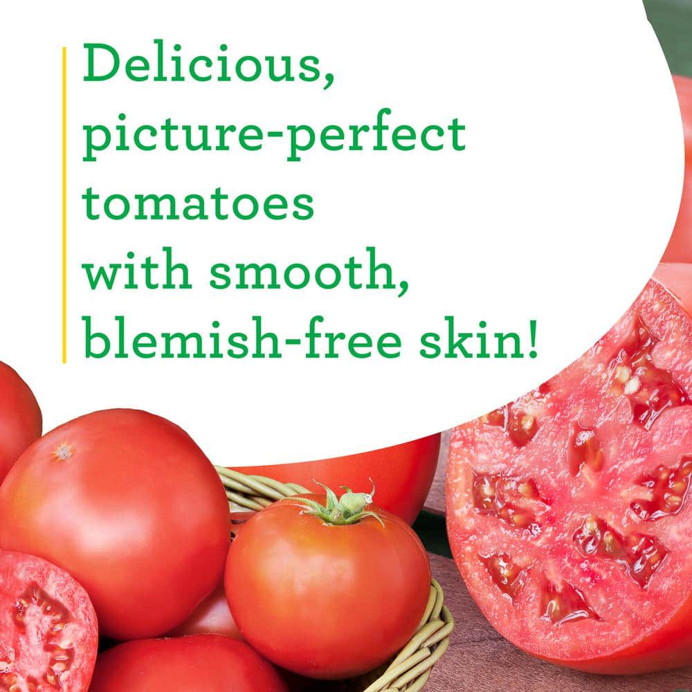 19 oz. Goliath Tomato Bush Plant (2-Pack) - Hercitys