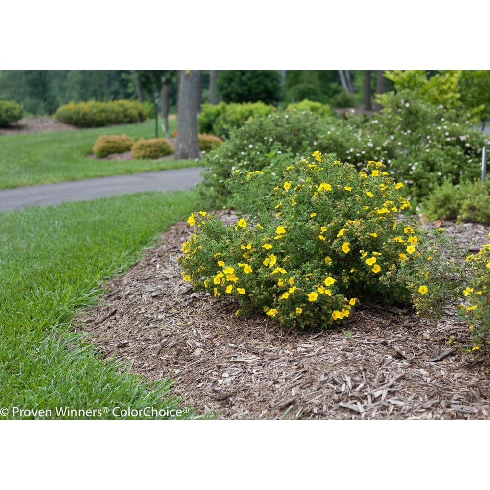 4.5 in. Qt. Happy Face Yellow Potentilla (Fruticosa) Flowering Shrub With Yellow Flowers - Hercitys