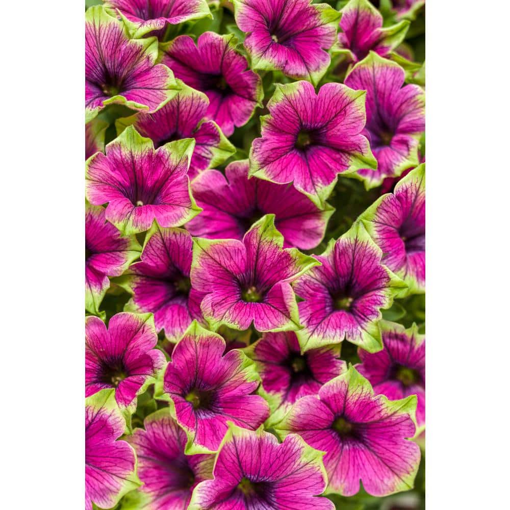 4-Pack, 4.25 in. Eco+Grande Supertunia Picasso in Purple (Petunia) Live Plant, Purple Flowers with Green Edges - Hercitys