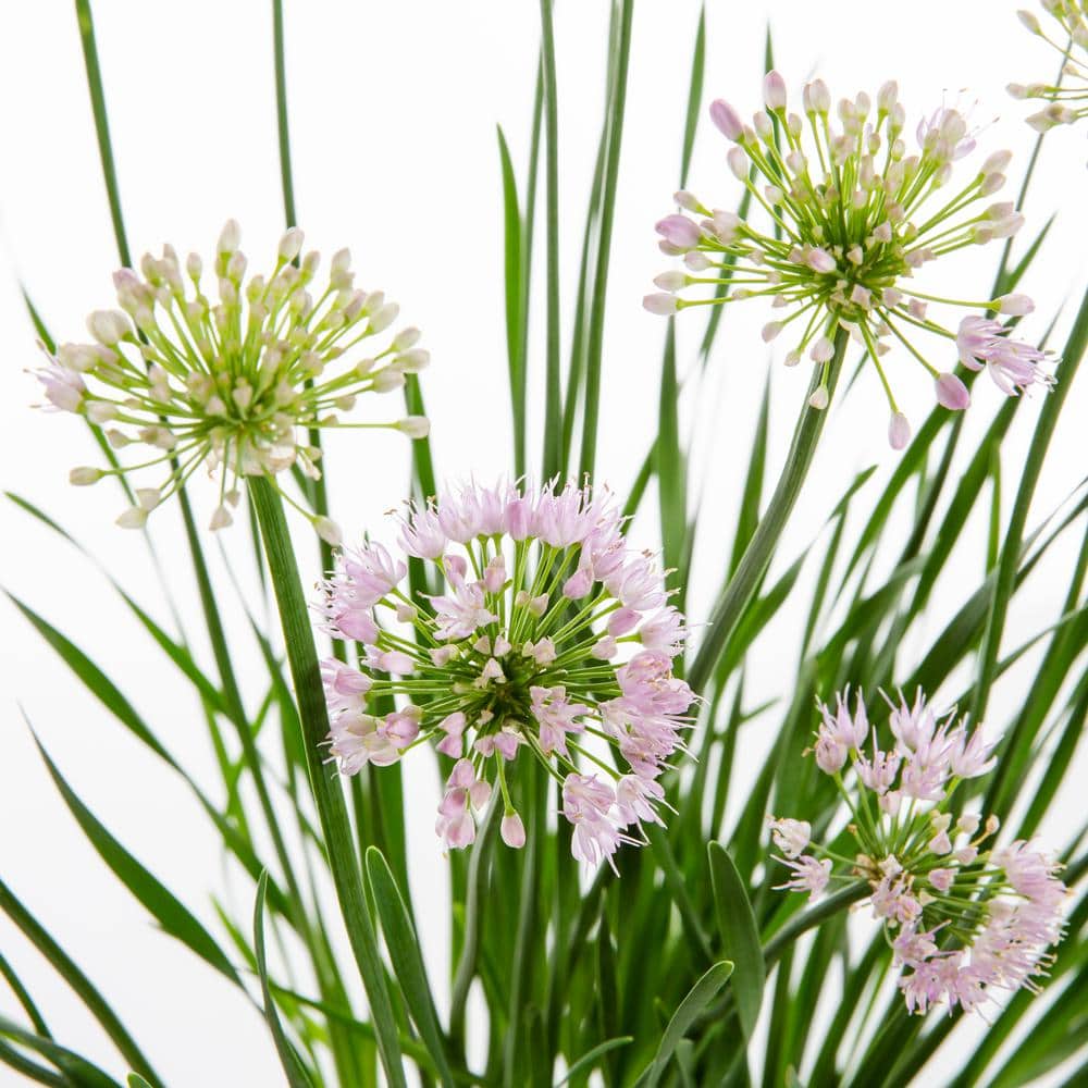 3 Gal. Serendipity Allium Live Perennial Plant (1-Pack) - Hercitys