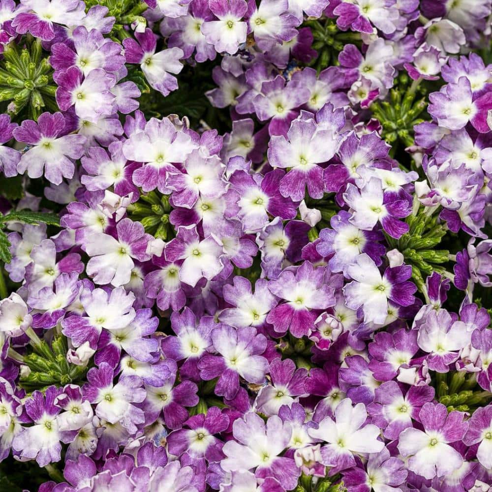 4.25 in. Eco+Grande Superbena Royale Sparkling Amethyst (Verbena) Live Plant, Purple and White Flowers (4-Pack) - Hercitys