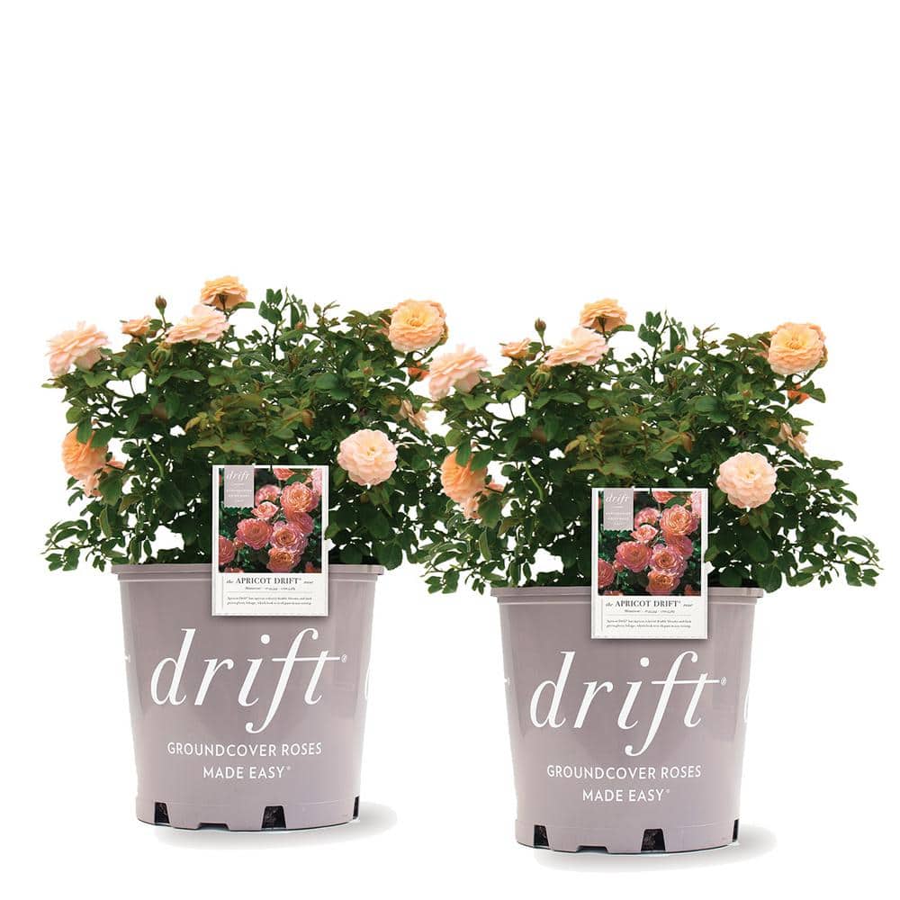 3 Gal. Apricot Drift Rose Bush with Orange Flowers (2-Pack) - Hercitys
