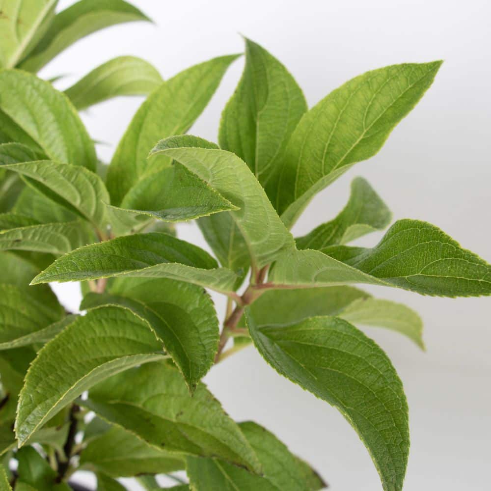 1 gal. Hydrangea Sweet Starlight Shrub with White and Pink Flowers - Hercitys