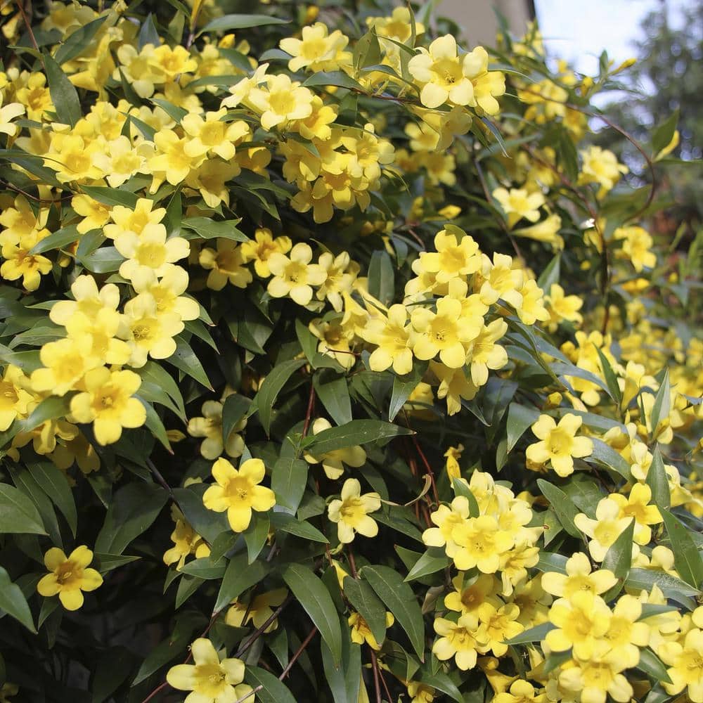 1 gal. Carolina Jessamine Plant with Yellow Flowers - Hercitys