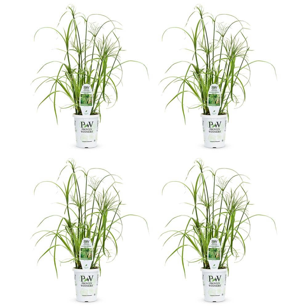 2.5 qt. Cyperus papyrus Prince Tut Perennial Plant with No Flowers-(4-Pack) - Hercitys