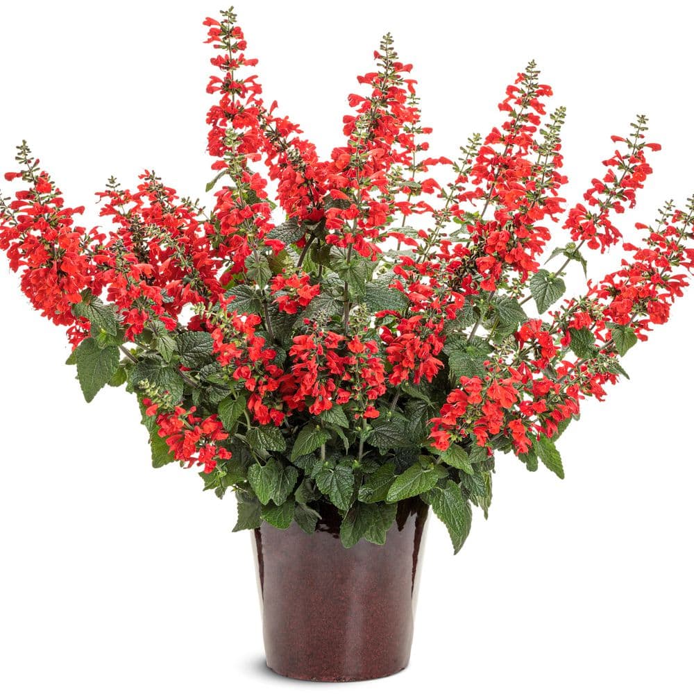 4.25 in. Eco+ Grande Unplugged Red Scarlet Sage (Salvia Coccinea) Live Annual Plant with Red Flowers 4-Pack - Hercitys
