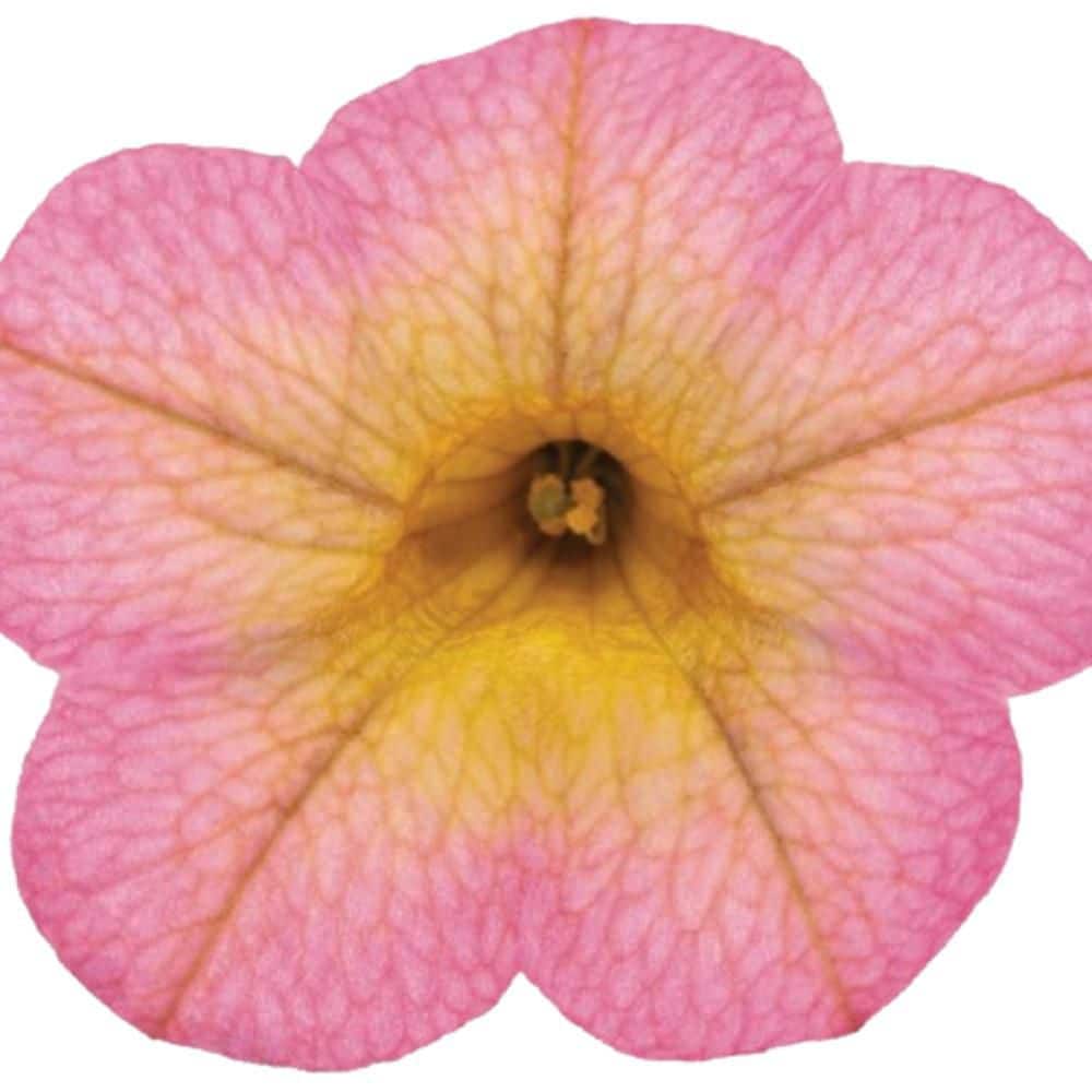 4.25 in. Eco+ Grande Superbells Honeyberry (Calibrachoa hybrid) Live Annual Plant with Pink Flowers 4-Pack - Hercitys