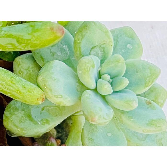 11 in. Small Wicker Soilless Succulent Plant Flower Basket, Lightweight Beautiful Collection of Succulents - Hercitys