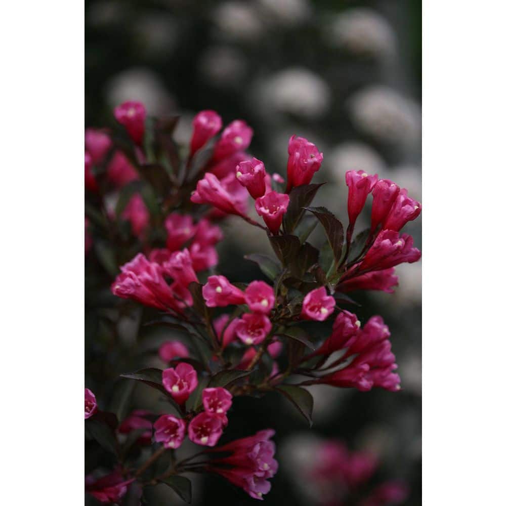2 Gal. Wine & Roses Weigela Live Shrub with Pink Flowers and Deep Purple Foliage - Hercitys