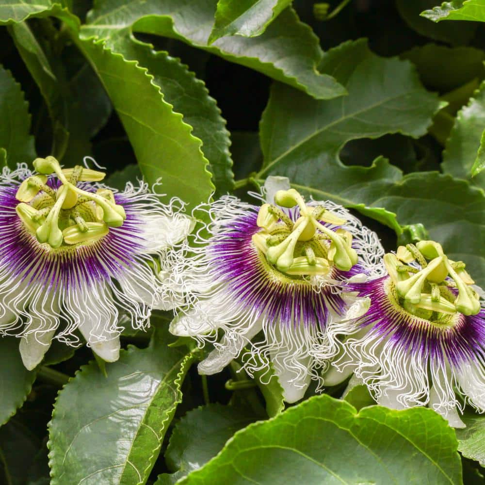 4 in. Passion Fruit Poppin’ Passion Annual Plant with White-Purple Flowers (3-Pack) - Hercitys