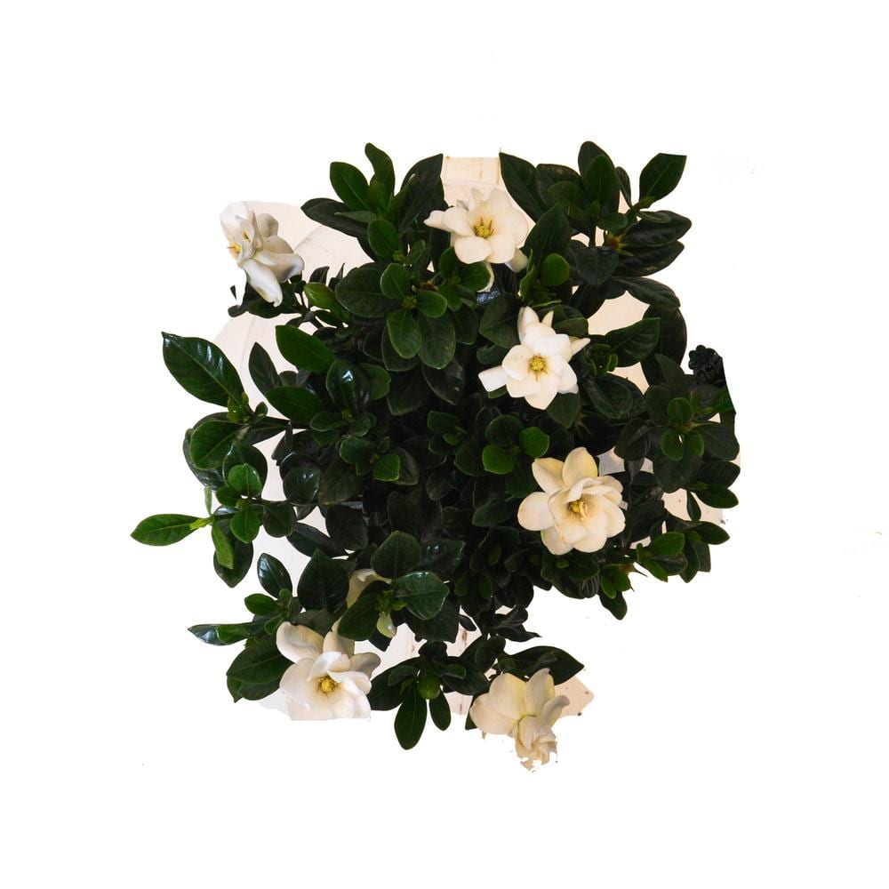 10.in to 14 in. Tall Aimee Gardenia Bush White Blooming Flower Live Outdoor Plant in 6 in. Grower Pot - Hercitys