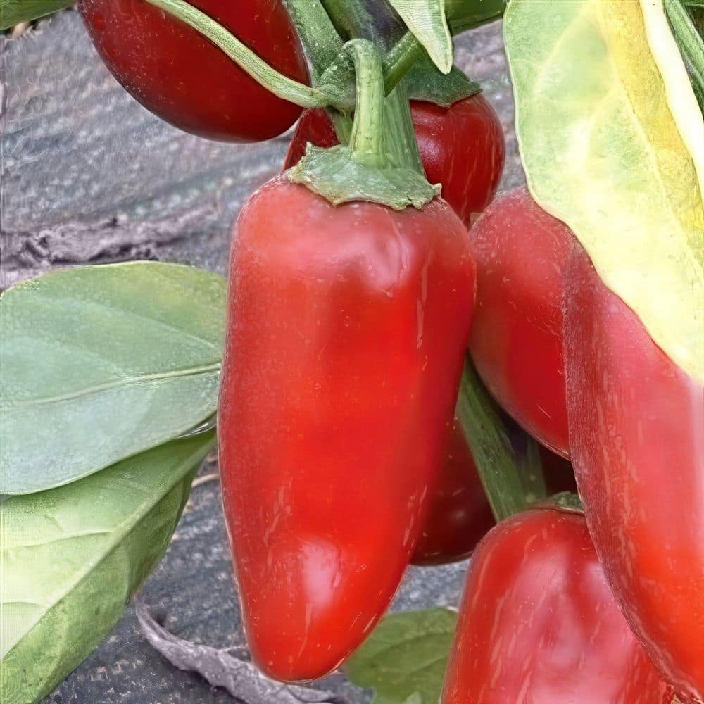 2.5 in. Chile Pepper Plant Collection (4-Pack) - Hercitys