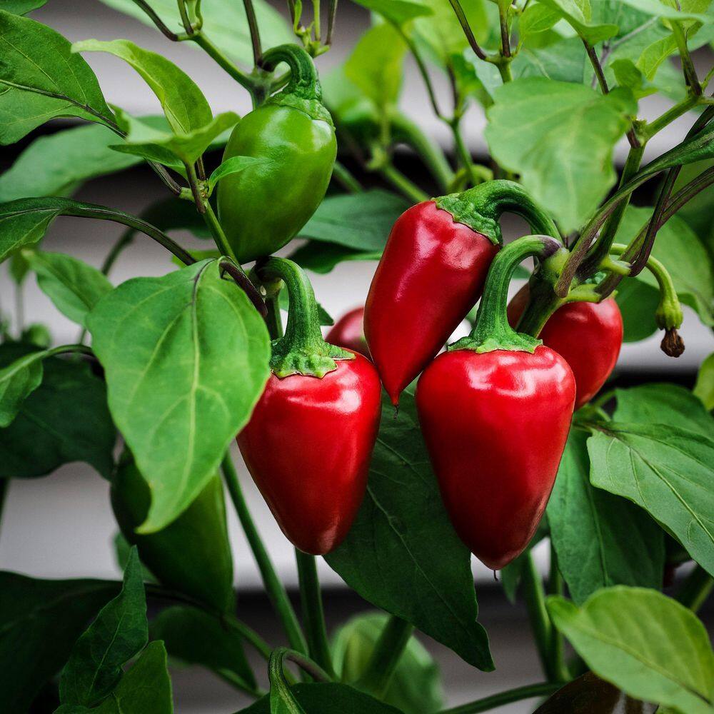 2.5 in. Chile Pepper Early Jalapeno Plant 3-Piece - Hercitys