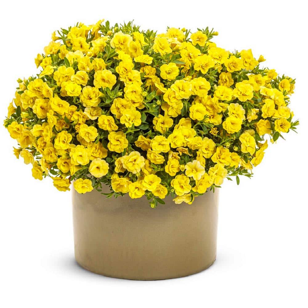 4.25 in. Eco+Grande Superbells Double Yellow (Calibrachoa) Live Plant, Yellow Flowers (4-Pack) - Hercitys