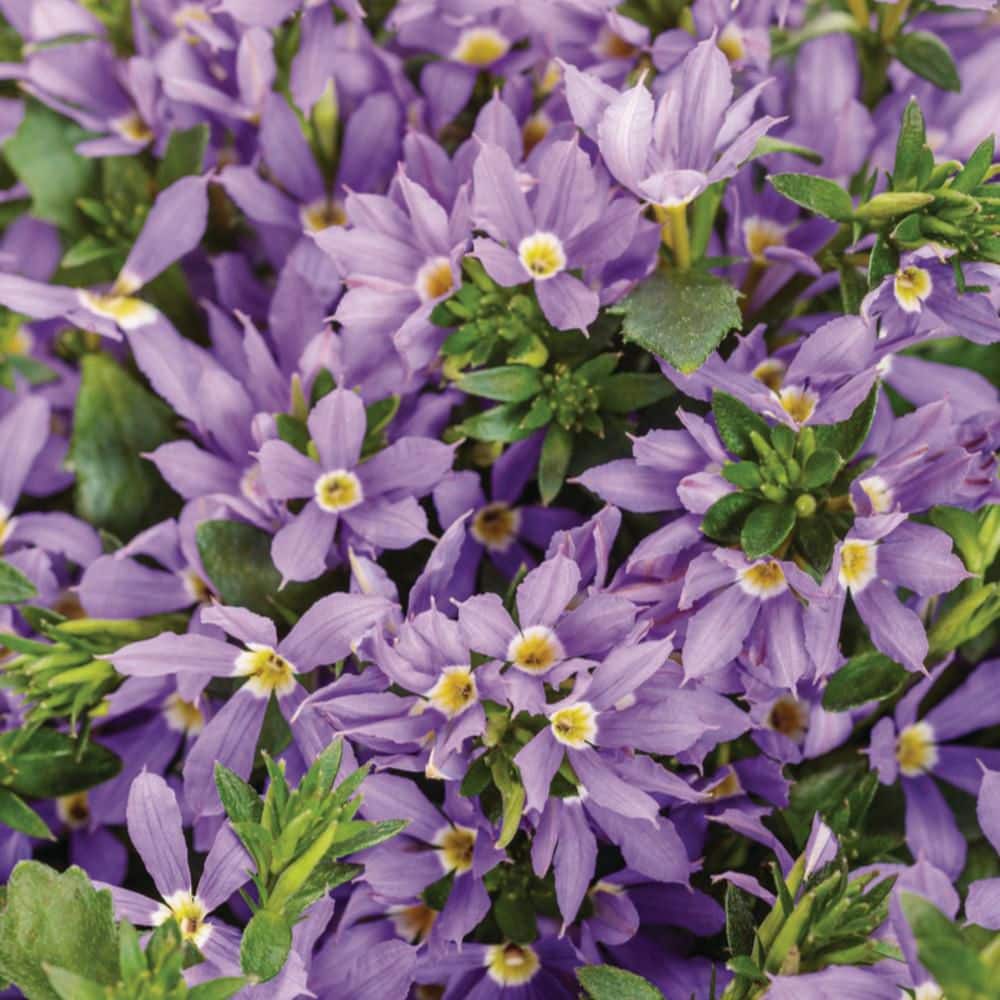 4.25 in. Eco+ Grande Stardiva Blue Fan Flower (Scaevola Aemula) Live Annual Plant with Blue Flowers 4-Pack - Hercitys