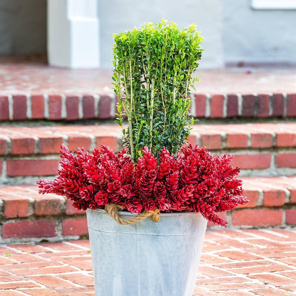 2.5 Qt. Sky Pencil Japanese Holly(Ilex), Live Plant, Upright Growth Habit - Hercitys