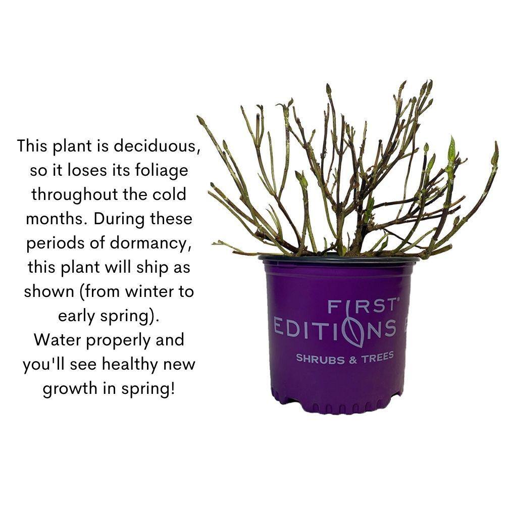 1 Gal. Strawberry Sundae Hydrangea Flowering Shrub with White to Pink Flowers - Hercitys