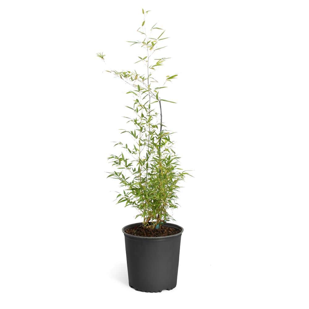 3 Gal. Black Bamboo Tree - Hercitys
