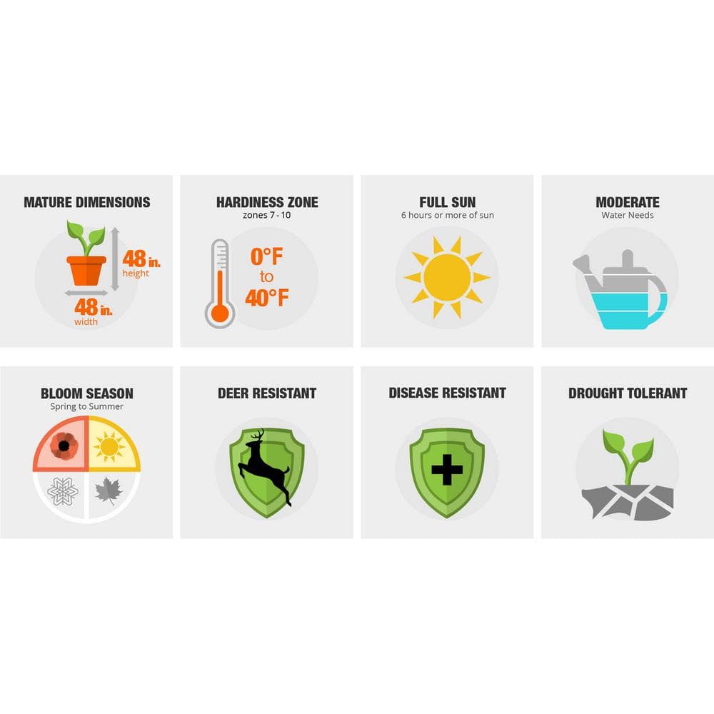 2.5 Gal – Frost Proof Gardenia, Live Evergreen Shrub, White Fragrant Blooms - Hercitys