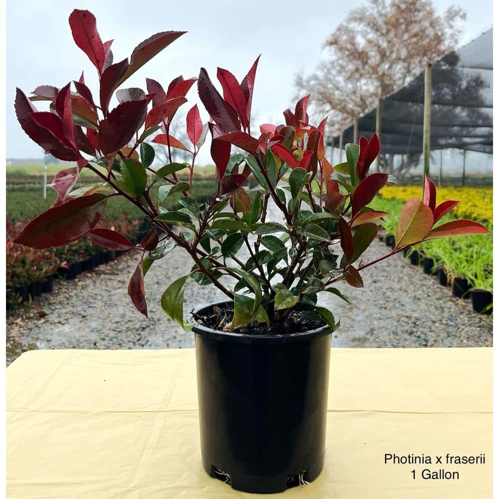 2.5 qt. Red Tip Photinia (Photinia x Fraseri) Evergreen Shrub with Fragrant White Flowers in Spring (1-Each) - Hercitys