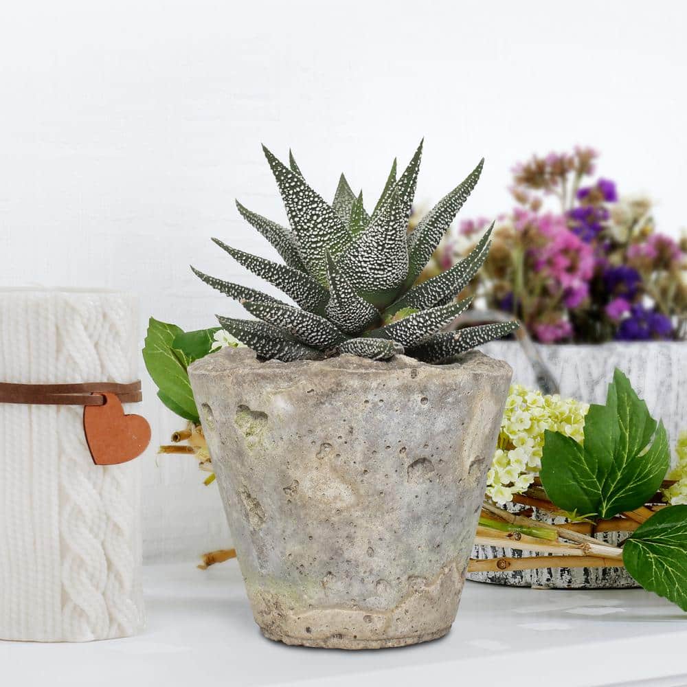 4 in. Haworthia with Unique Blossoms in Decorative Stone Container (3-Pack) - Hercitys