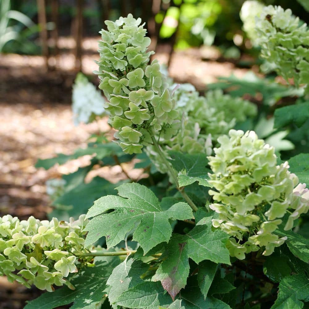 4.5 in. qt. Gatsby Glow Ball Oakleaf Hydrangea (Quercifolia) Live Flowering Shrub with White to Green Flowers - Hercitys