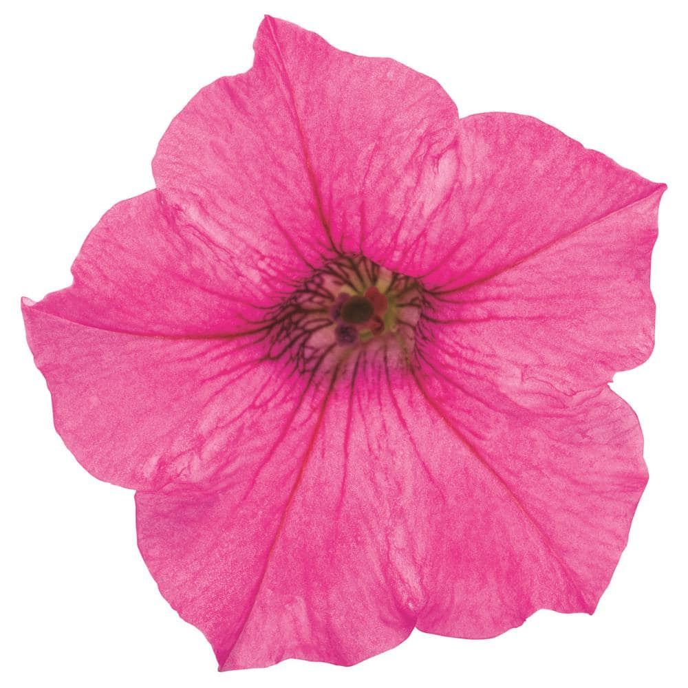 4.25 in. Eco Plus Grande, Supertunia Mini Vista Hot Pink (Petunia), Live Annual Plant, with Pink Flowers (4-Pack) - Hercitys