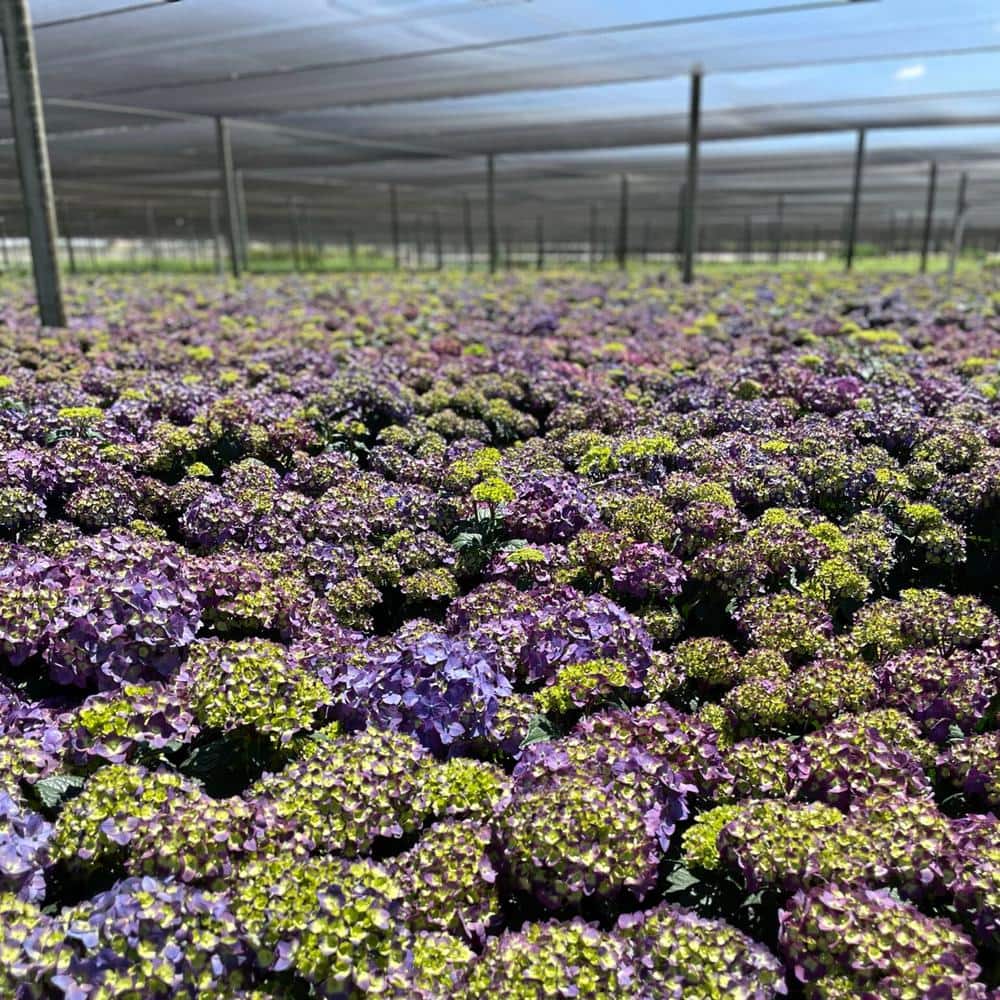 3 Gal. Bloom Struck Hydrangea Perennial Plant - Hercitys