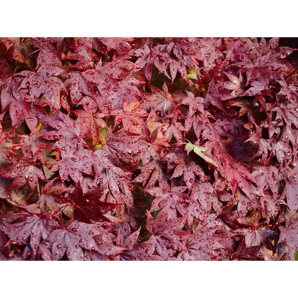 3 Gal. Bloodgood Japanese Maple Live Tree with Attractive Red Foliage (1-Pack) - Hercitys