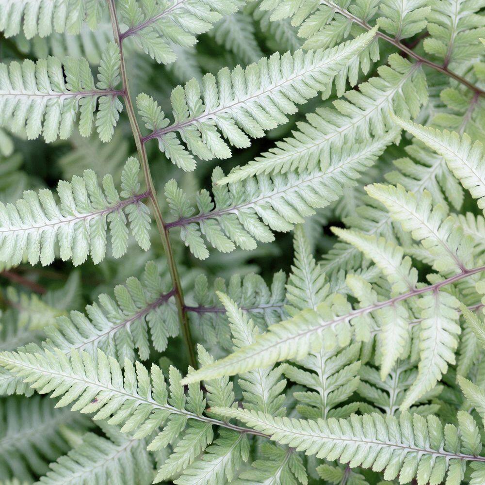 5.5 in. Pearly White Painted Fern Plant - Hercitys