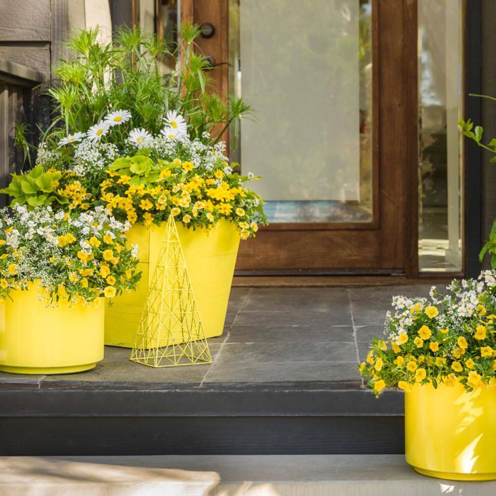 4.25 in. Eco+ Grande Sunsatia Coconut Nemesia (Hybrid) Live Annual Plant with White Flowers 4-Pack - Hercitys