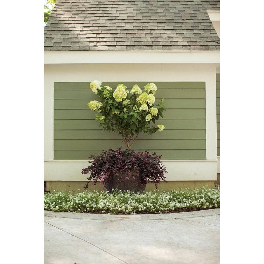 4.5 in. qt. Limelight Hardy Hydrangea (Paniculata) Live Shrub, Green to Pink Flowers - Hercitys