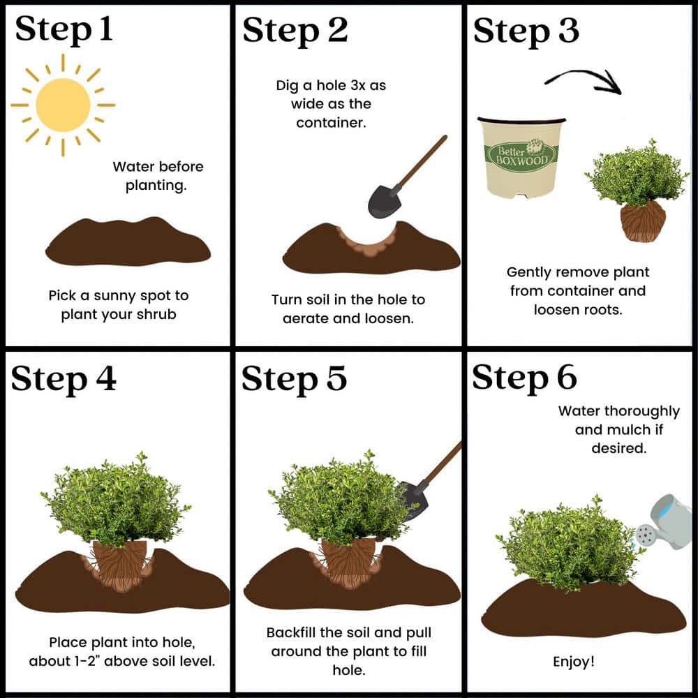 1 Gal. Renaissance Boxwood Shrub - Hercitys