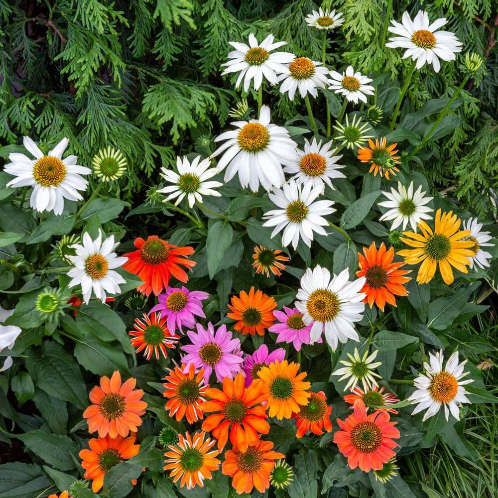 2 Qt. Pow Wow Wilderberry Pink Cone Flower Echinacea Perennial Plant (3-Pack) - Hercitys