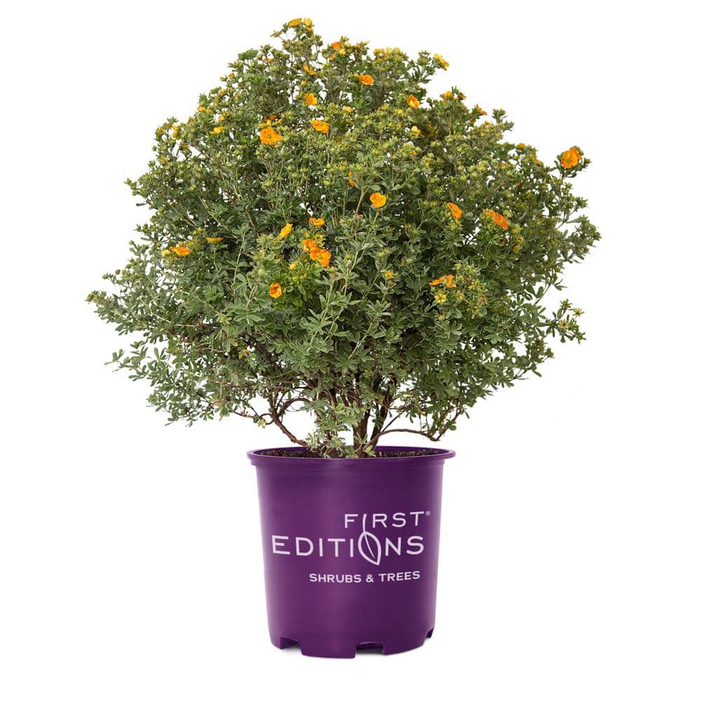 2 Gal. Mandarin Tango Potentilla Live Shrub with Orange Flowers - Hercitys